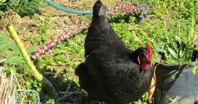Black chick