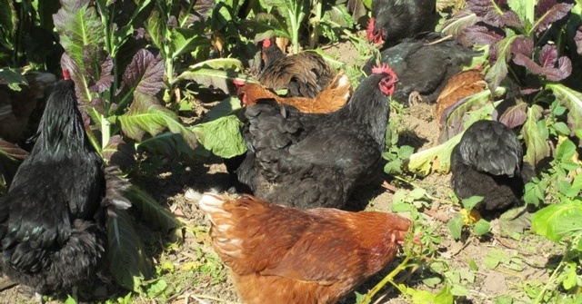 Black chick4