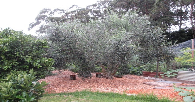 Tree Tree