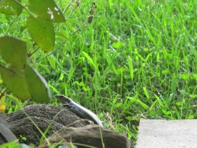 lizard 2