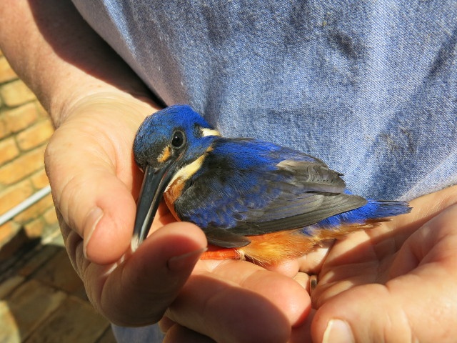 kingfisher 1 kingfisher 1