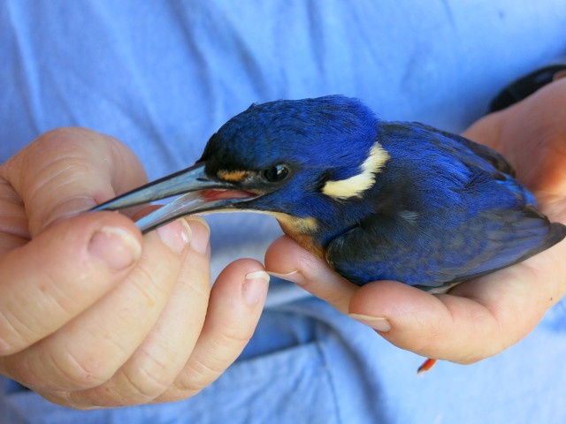 kingfisher 2 kingfisher 2