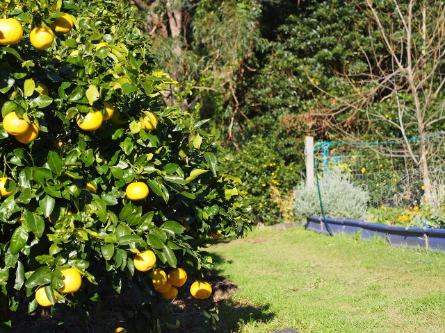 lemon tree lemon tree