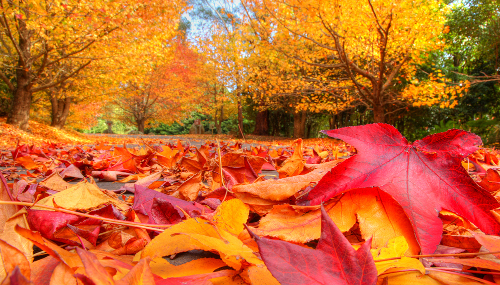 Abbey's driveway full of leaves Abbey's driveway full of leaves