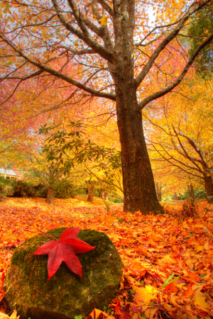 Abbey's fallen leaves Abbey's fallen leaves