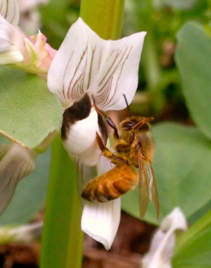 A Bee