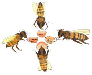 Bees Drinking