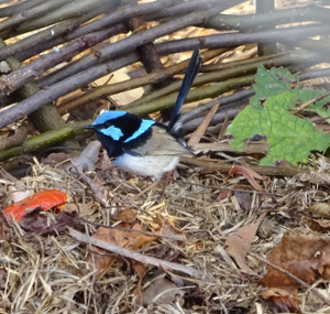 Blue Wren Blue Wren