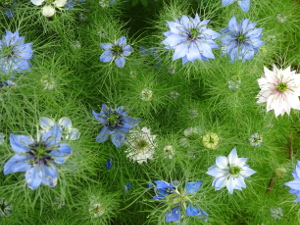 Farm Flowers 1