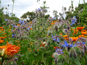 Farm Flowers 2