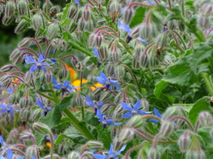 Farm Flowers 3
