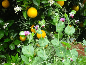 Farm Flowers 4