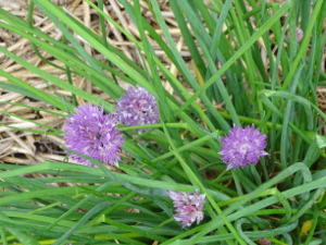 Farm Flowers 5