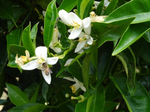 Farm Flowers 6