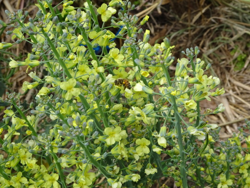Farm Flowers 7