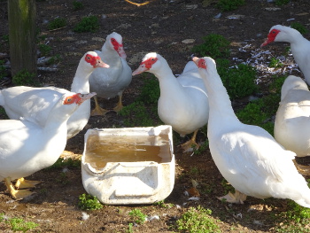 Muscovy Family Muscovy Family