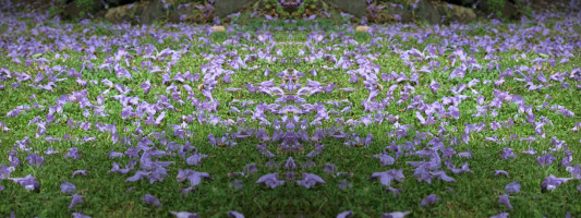 Jacaranda on the ground Jacaranda on the ground