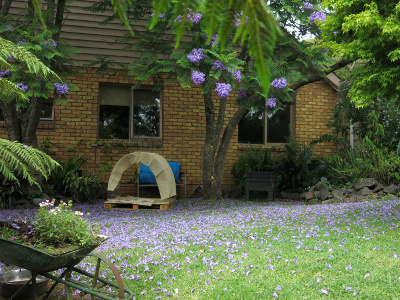 The crib under the Jacaranda The crib under the Jacaranda