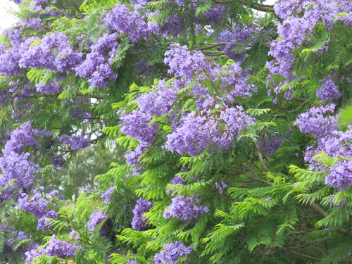 Jacaranda Jacaranda
