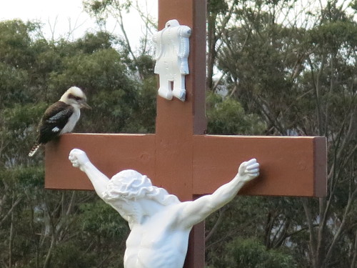 Kookaburra on Calvary Kookaburra on Calvary