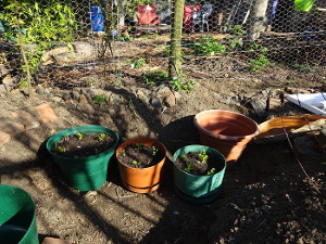 Red clover pots Red clover pots