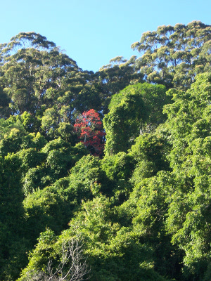 Red Tree Red Tree