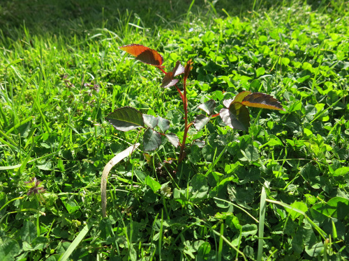 Rose Leaves Rose Leaves