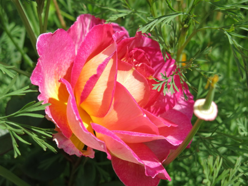 Pink Yellow Rose Pink Yellow Rose