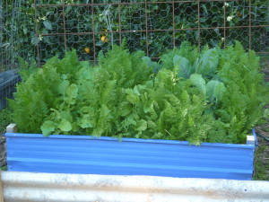Salad bed after