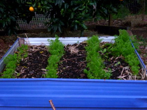 Salad bed before