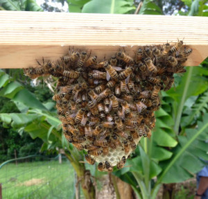 Bee Swarm Bee Swarm