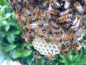 Bee swarm close up Bee swarm close up