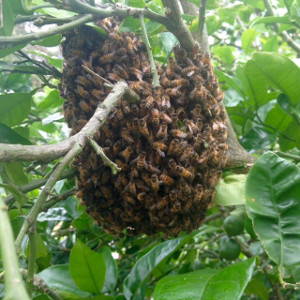 Bee Swarm